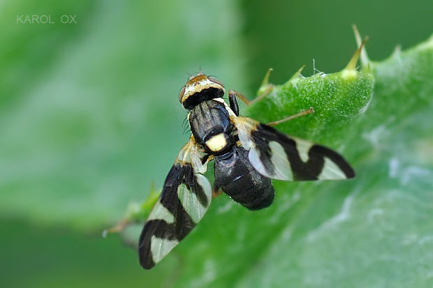 vrtivka bodliaková Urophora cardui