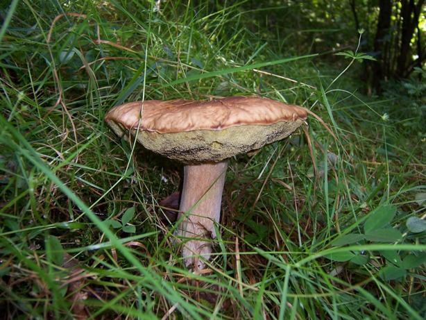 hríb dubový Boletus reticulatus Schaeff.