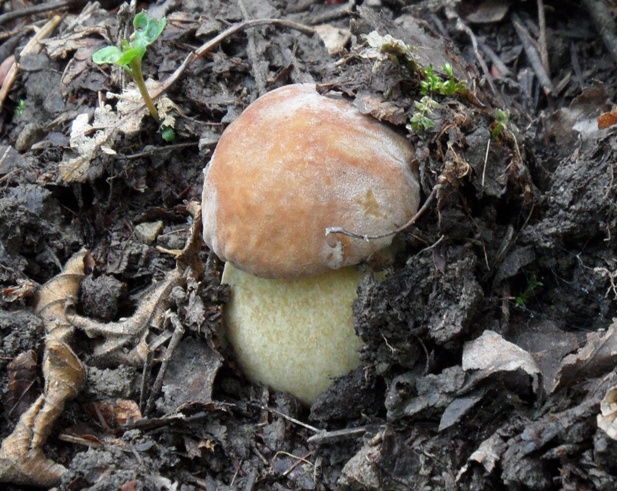 hríb dubový Boletus reticulatus Schaeff.