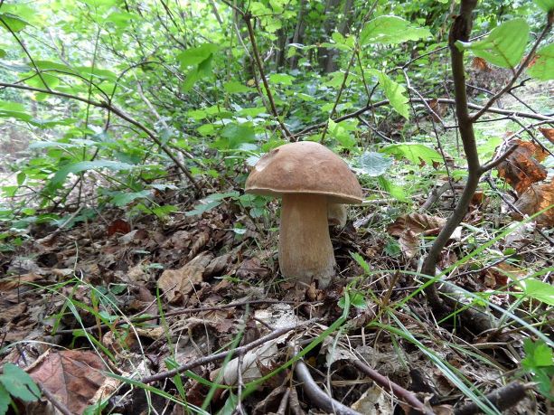 hríb dubový Boletus reticulatus Schaeff.