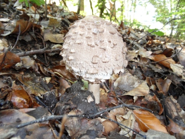 bedľa červenejúca Chlorophyllum brunneum (Farl. & Burt) Vellinga