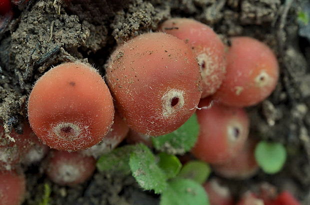 ohnivček zimný Microstoma protractum (Fr.) Kanouse