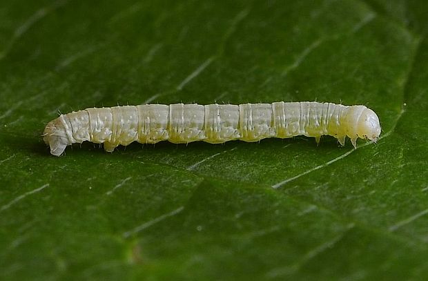 jesenica jesenná - húsenica  Operopthera brumata