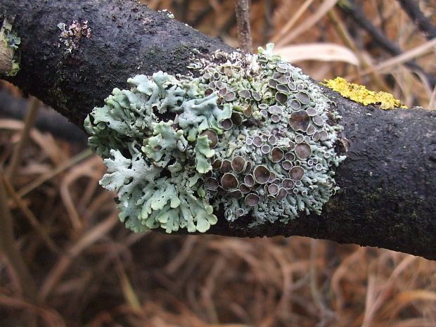 fyscia popolavá Physcia aipolia