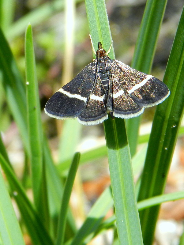 vijačka šalviová  Pyrausta cingulata