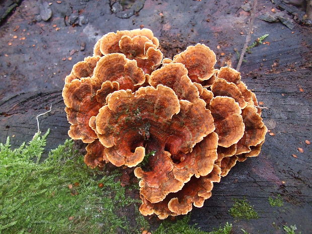 trúdnikovec pestrý Trametes versicolor (L.) Lloyd