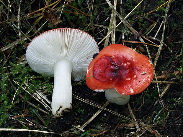 plávka krehká Russula fragilis Fr.