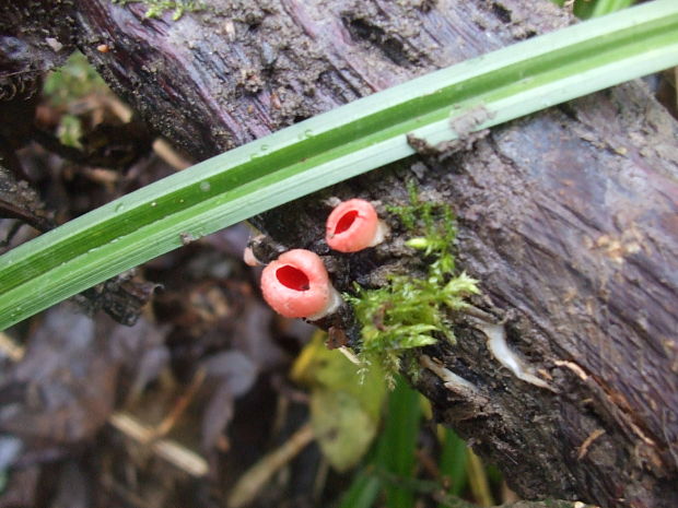 ohnivec Sarcoscypha sp.