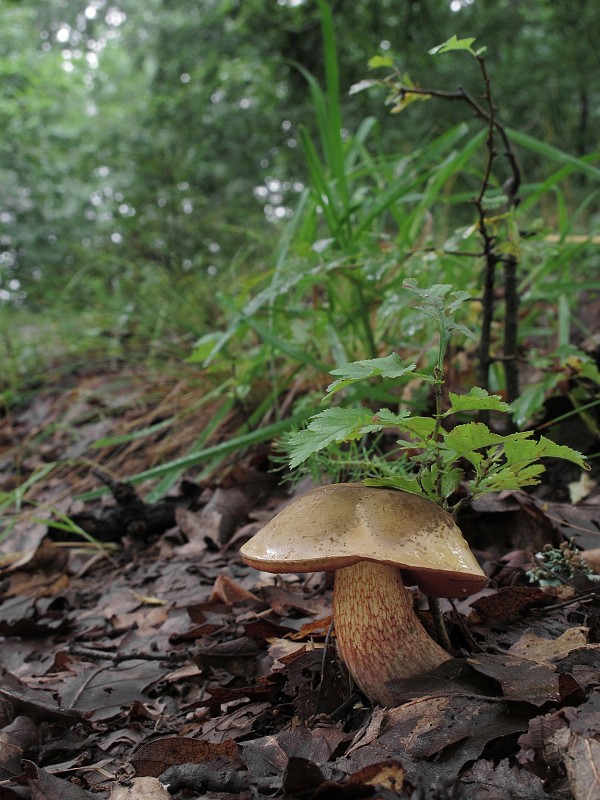 hríb siný Suillellus luridus (Schaeff.) Murrill