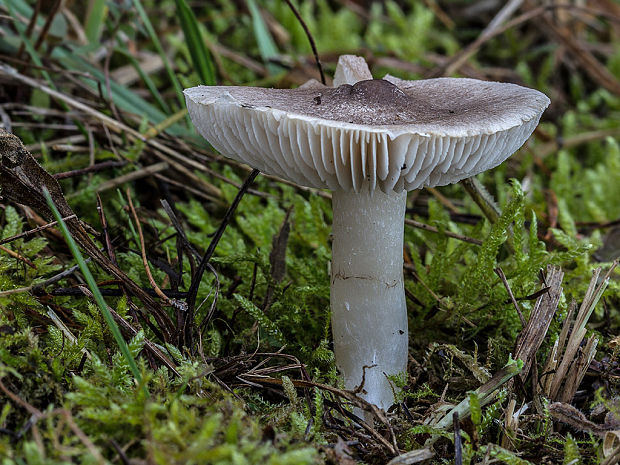 čírovka zemná Tricholoma terreum (Schaeff.) P. Kumm.