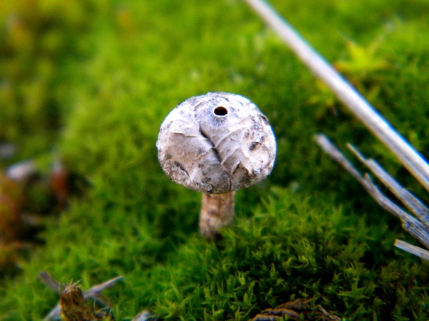 stopkovec zimný Tulostoma brumale Pers.