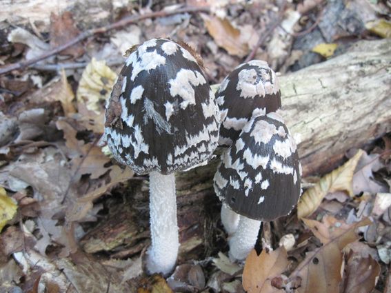 hnojník strakatý Coprinopsis picacea (Bull.) Redhead, Vilgalys & Moncalvo