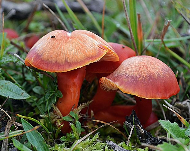 lúčnica šarlátová Hygrocybe coccinea (Schaeff.) P. Kumm.