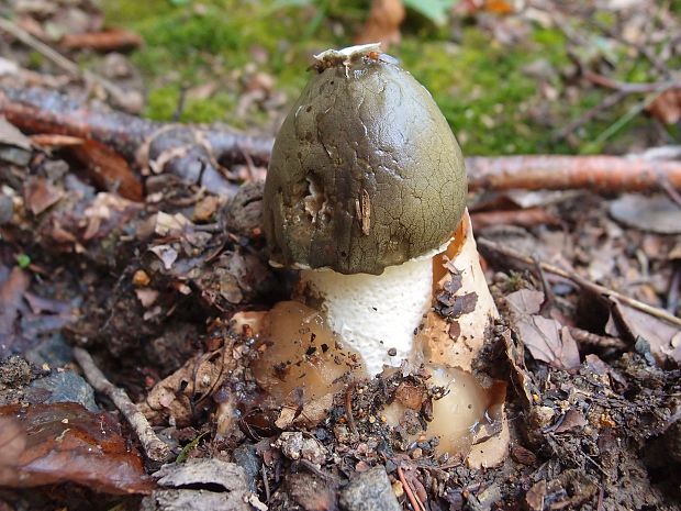 hadovka smradľavá Phallus impudicus L.