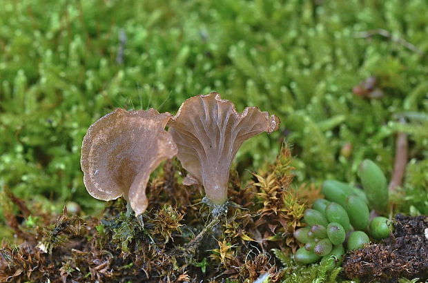 rebrovička lopatkovitá Arrhenia spathulata (Fr.) Redhead
