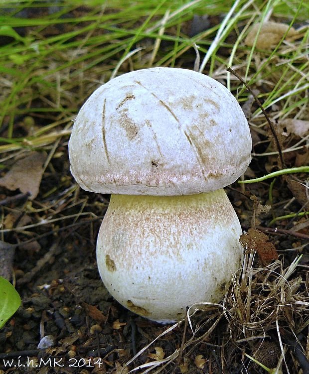 hríb striebristý Butyriboletus fechtneri (Velen.) D. Arora & J.L. Frank