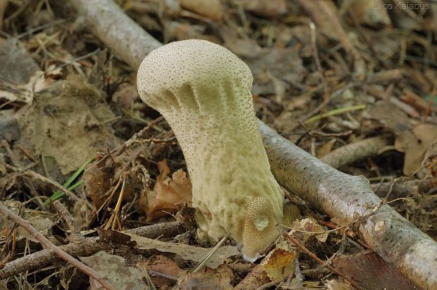 rozpadavec Calvatia sp.