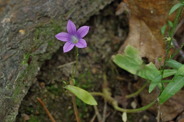 zvonček Campanula sp.