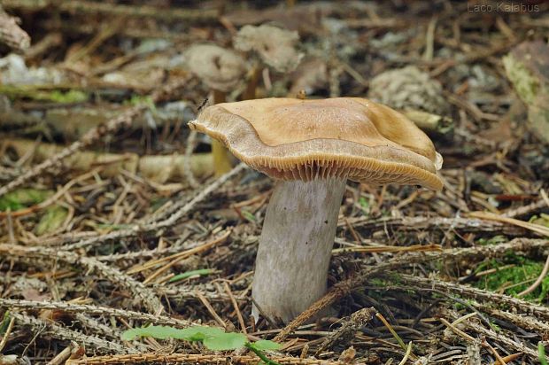 pavučinovec Cortinarius sp.