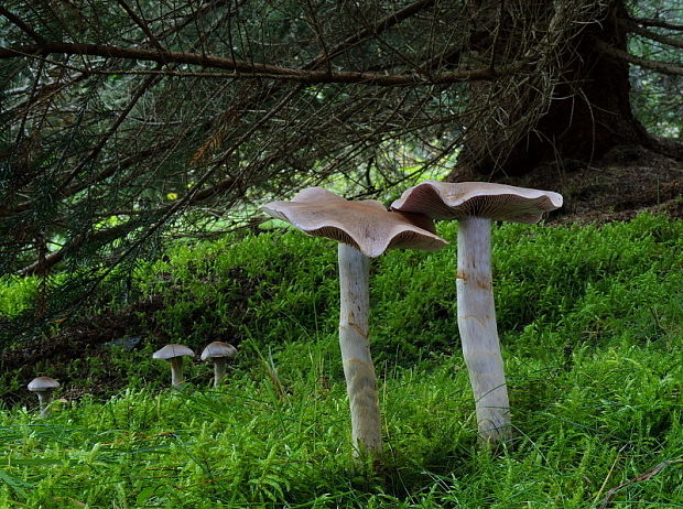 pavučinovec Cortinarius sp.