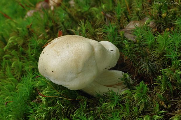 hodvábnica veľká Entoloma sinuatum (Bull.) P. Kumm.