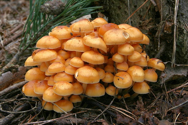 plamienka Flammulina sp.