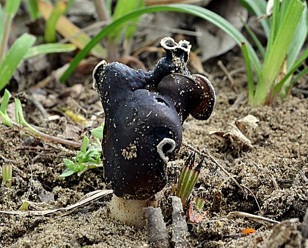 chriapač pieskomilný Helvella leucopus Pers.