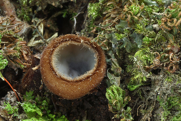 humária polguľovitá Humaria hemisphaerica (F.H. Wigg.) Fuckel