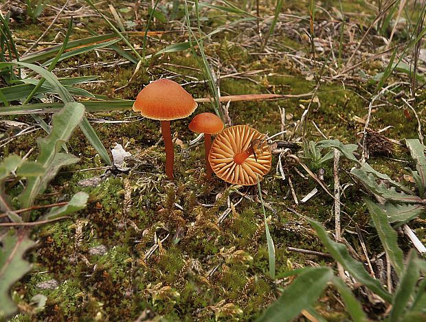 lúčnica vápnomilná Hygrocybe calciphila Arnolds