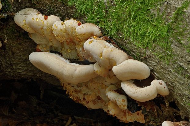 smolokôrovka buková Ischnoderma resinosum (Schrad.) P. Karst.