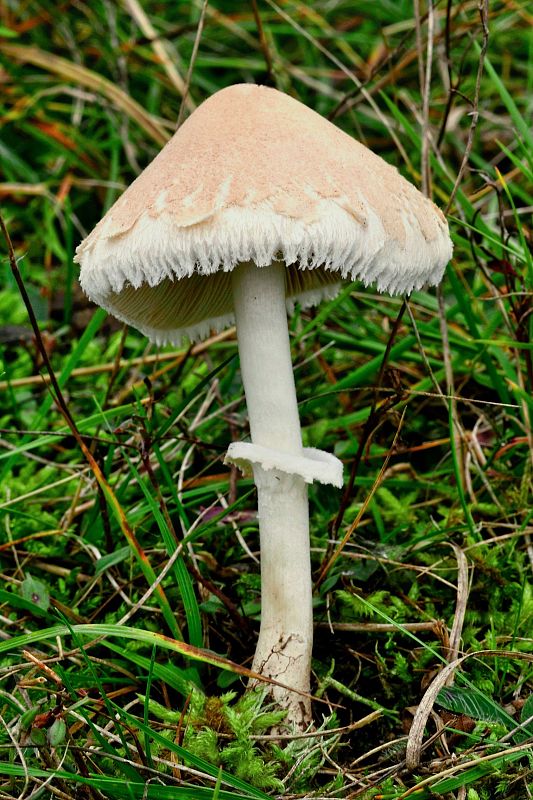 bedľa čipkovaná Macrolepiota excoriata (Schaeff.) Wasser