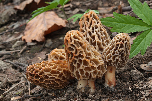 smrčok jedlý Morchella esculenta (L.) Pers.