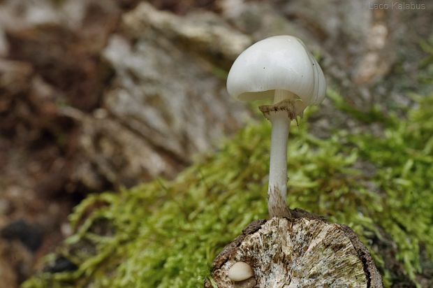 sliznačka obyčajná Mucidula mucida (Schrad.) Pat.