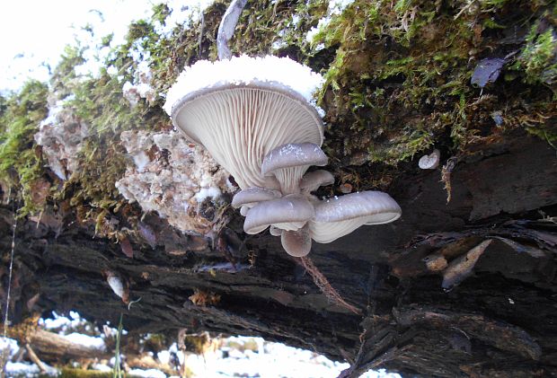 hliva ustricovitá Pleurotus ostreatus (Jacq.) P. Kumm.