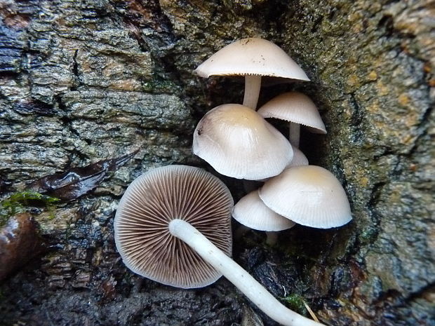 drobuľka temnejúca Psathyrella tephrophylla (Romagn.) M.M. Moser