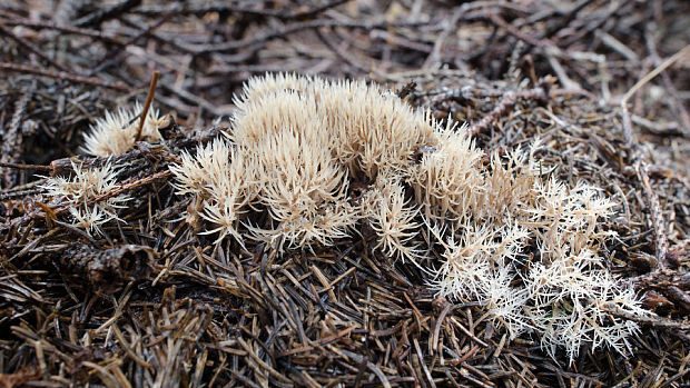 štetinačka bledookrová Pterula multifida (Chevall.) Fr.