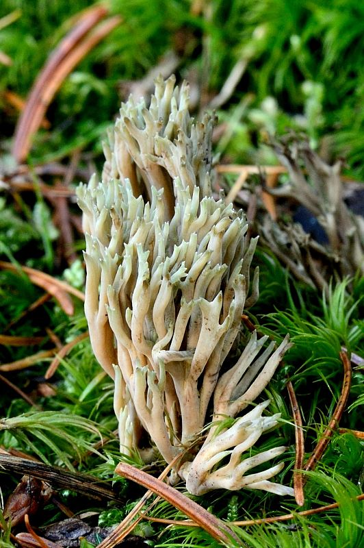 strapačka Ramaria apiculata (Fr.) Donk