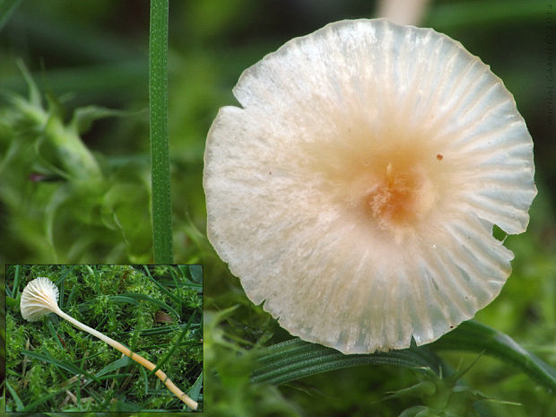 machovček Rickenella sp.