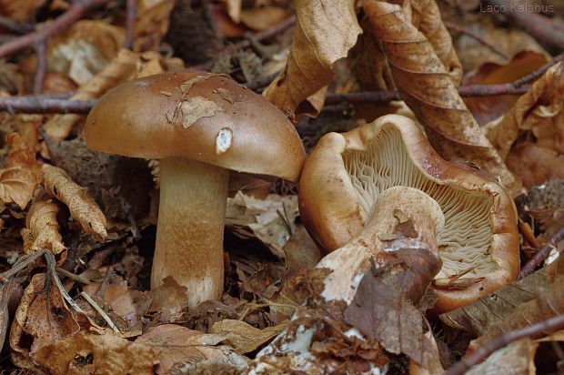 čírovka plavohnedá Tricholoma fulvum (Fr.) Bigeard & H. Guill.