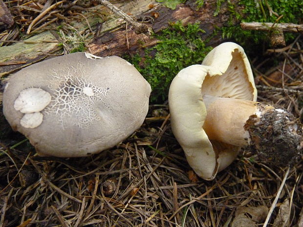 čírovka mydlová Tricholoma saponaceum (Fr.) P. Kumm.