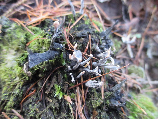 drevnatec Xylaria sp.