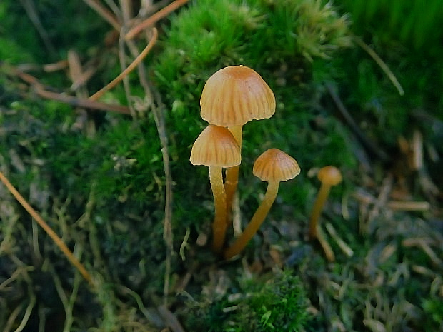 čepičatka galerina sp.