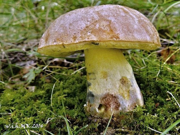 hríb príveskatý Butyriboletus appendiculatus (Schaeff. ex Fr.) Secr.