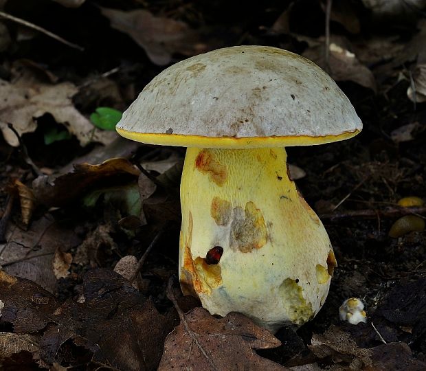 hríb striebristý Butyriboletus fechtneri (Velen.) D. Arora & J.L. Frank