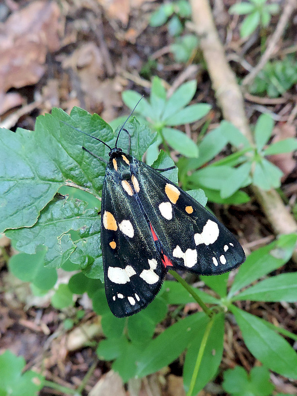 spriadač hluchavkový / přástevník hluchavkový Callimorpha dominula Linnaeus, 1758