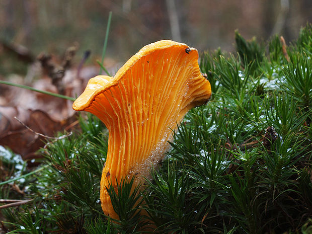 kuriatko jedlé Cantharellus cibarius Fr.