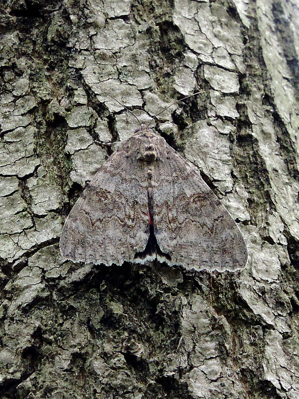 stužkavec jelšový / stužkonoska olšová Catocala nupta Linnaeus, 1767