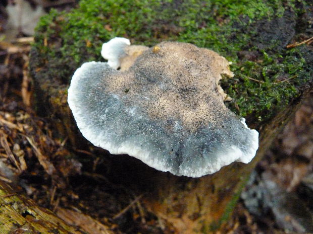 šťavnatec modrastý Cyanosporus caesius (Schrad.) McGinty