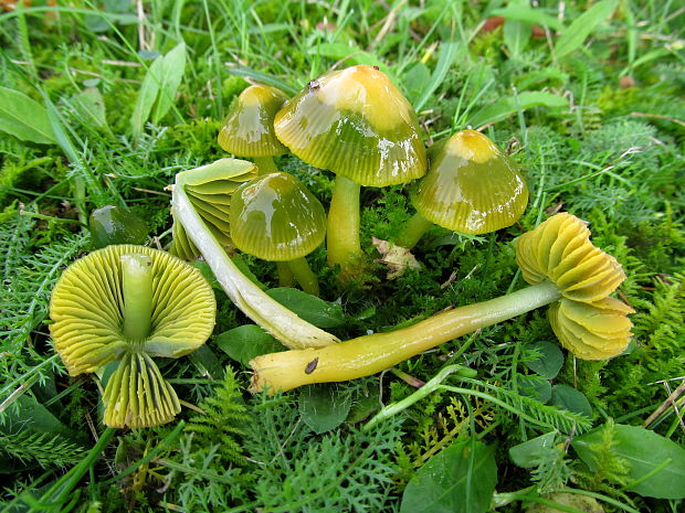 lúčnica žltozelená Gliophorus psittacinus (Schaeff.) Herink