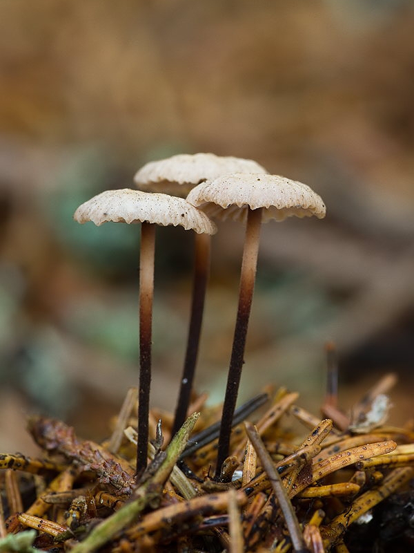 tancuľka prevŕtaná Gymnopus perforans (Hoffm.) Antonín & Noordel.